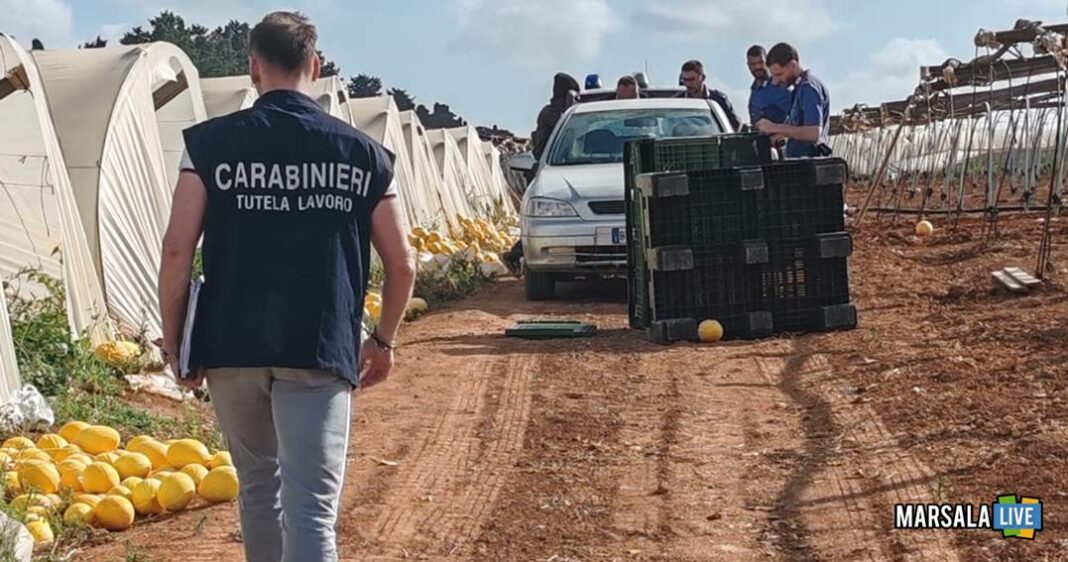 Campagna Olearia Proseguono I Controlli In Provincia